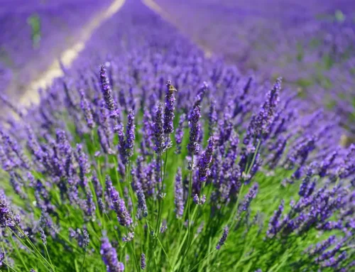 Lavanda in Oltrepò Pavese