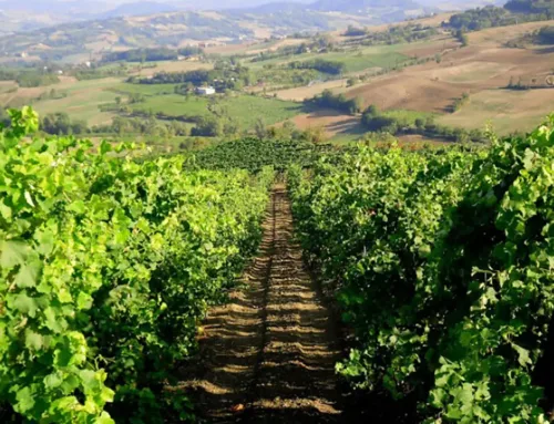 Vino dell’Oltrepò Pavese tra tradizione, qualità e turismo enogastronomico