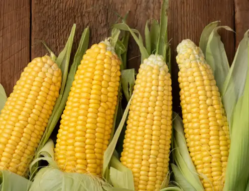 La meliga ottofile: un gioiello agricolo dell’oltrepò pavese tra tradizione, gusto e territorio