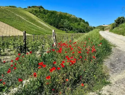 Scollinando tra le Valli Scuropasso e Versa: tesori naturalistici dell’Oltrepò Pavese