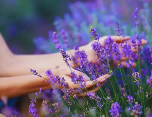 Lavanda nell’Oltrepò Pavese: un paesaggio incontaminato di colori e profumi