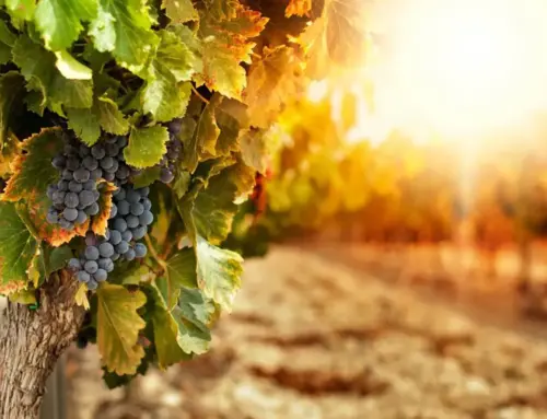 Il Settore Vinicolo dell’Oltrepò Pavese: Pilastro dell’Enologia Italiana
