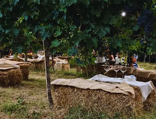Ristorazione nell’Oltrepò Pavese: esperienze estive tra vigne e natura