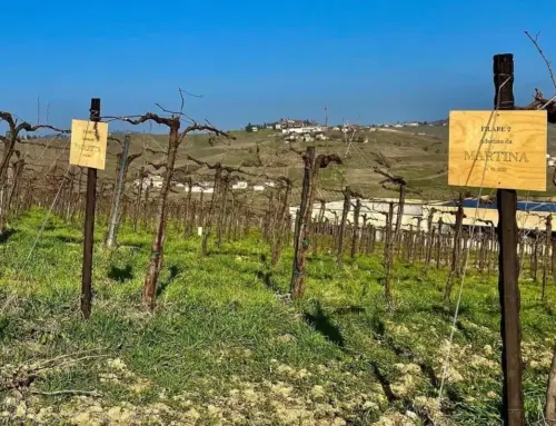 Viaggio al centro della terra del Pinot Nero: escursione nell’Oltrepò Pavese