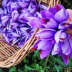 Fiori di zafferano dell’Oltrepò Pavese con pistilli rossi brillanti.