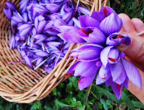 Zafferano dell’Oltrepò Pavese: oro rosso e 3 ricette facili da provare