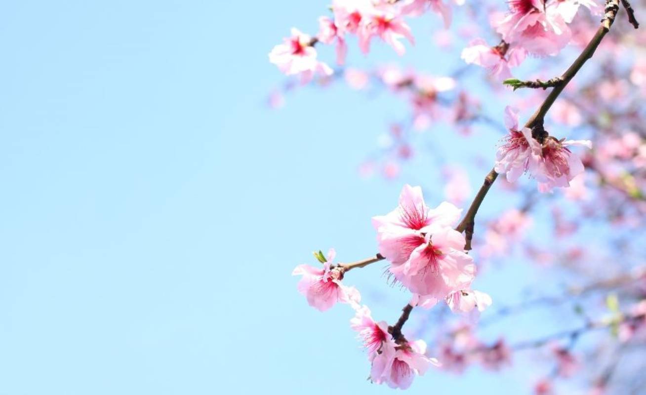 Spring Fair in Codevilla
