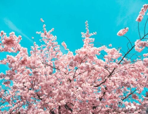 The Magic of Spring in Oltrepò: Flowers, Fragrances and Dreamscapes