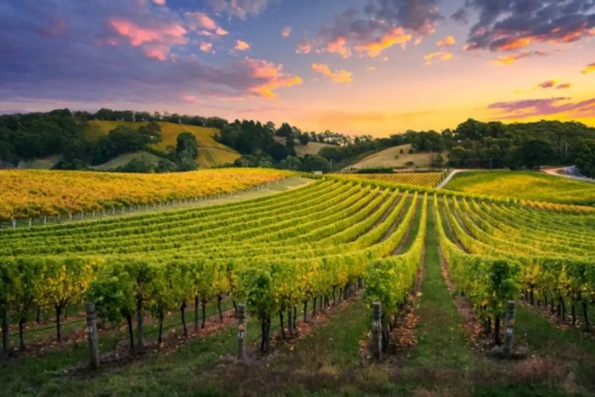 Hills vineyards sunset