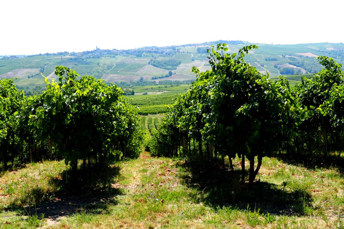 Vigneti dell'azienda