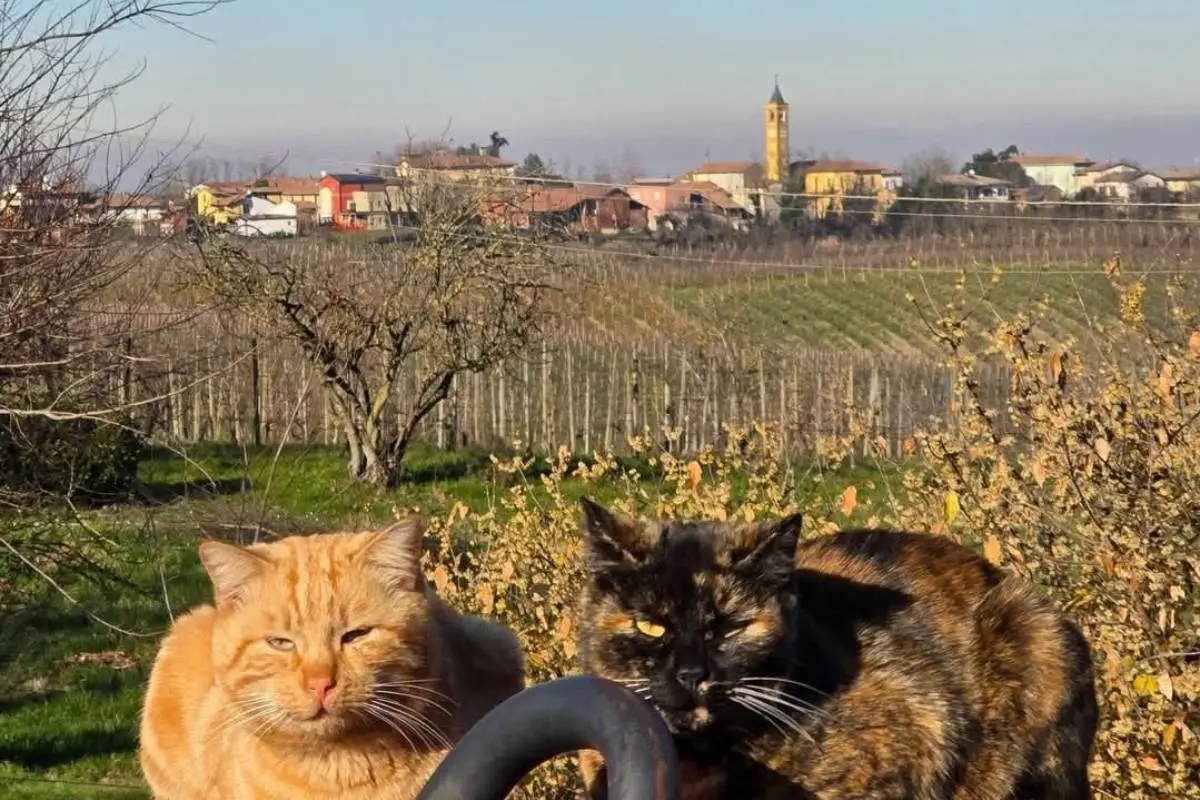Comune di Bosnasco Comune di Bosnasco