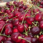 Sagra della Ciliegia di Bagnaria 2025: una festa di gusto, tradizione e territorio