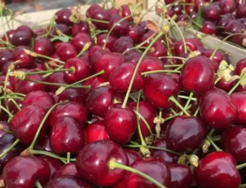 Sagra della Ciliegia di Bagnaria 2025: una festa di gusto, tradizione e territorio