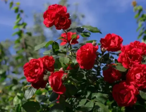 Tra storia, spiritualità e spettacolo: il “Giardino delle rose in festa” 2025 a Massinigo