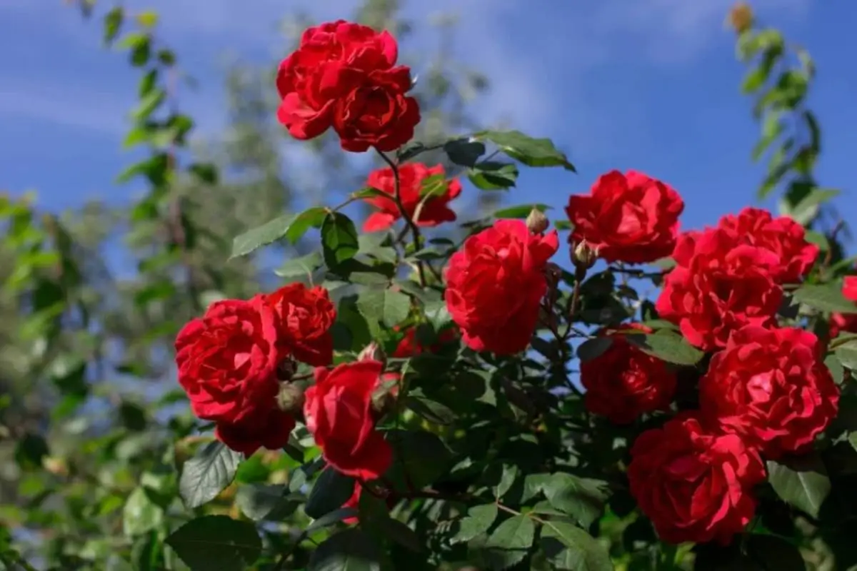 Giardino delle Rose in Festa