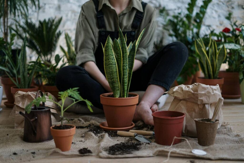 Le piante come terapia naturale migliorano umore e salute.