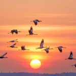 Sentiero del birdwatching in Oltrepò Pavese tra San Ponzo e Sant'Alberto di Butrio