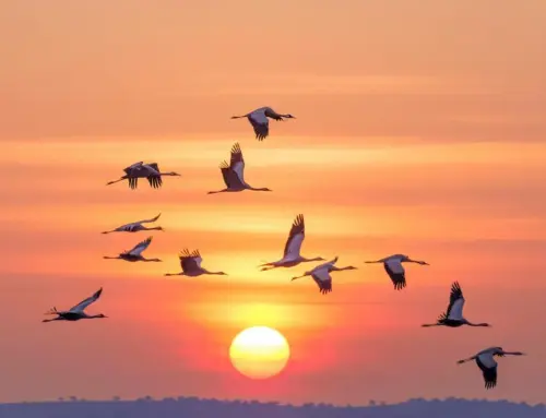 Birdwatching in Oltrepò: da San Ponzo a Sant’Alberto