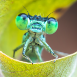 Macrofotografia di una damigella su foglia, dalla mostra Micromondi di Alberto Ghizzi Panizza a Voghera Fotografia 2026