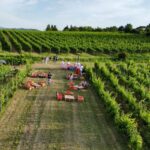 Degustazione di vini all'Azienda Agricola Colombi di Castana il 25 ottobre 2026, con tagliere di salumi e passeggiata tra i vigneti autunnali.