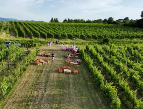 Degustazione in cantina a Castana: vino, sapori e foliage tra i vigneti