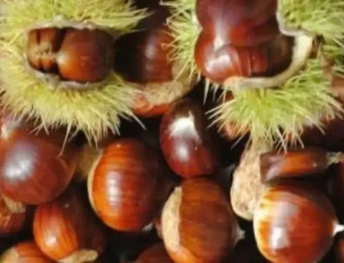 Brallo di Pregola, torna la Sagra della Castagna 2026