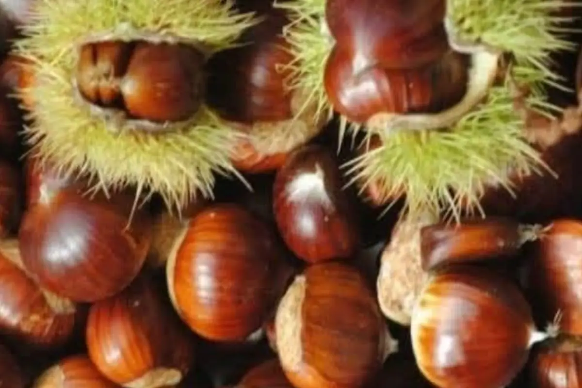 Sagra della Castagna e del Pane Casereccio a Brallo di Pregola nell'Oltrepò Pavese, domenica 18 ottobre 2026.